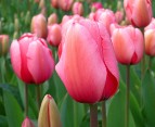Blumiger Rekord